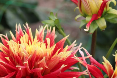 "Dahlia aux pétales…" başlıklı Fotoğraf Marc Godard tarafından, Orijinal sanat, Fotoşopsuz fotoğraf