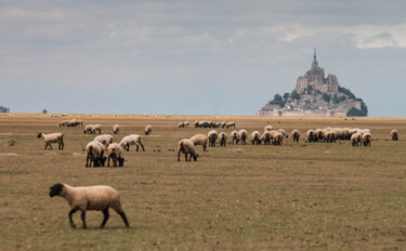"Moutons pré salés M…" başlıklı Fotoğraf Xavier Roland tarafından, Orijinal sanat, Dijital Fotoğrafçılık