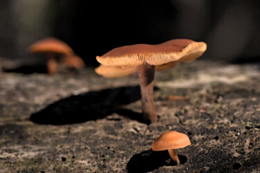 "Champignons sur bois" başlıklı Fotoğraf Hoang Cong Minh (Minh Hoang) tarafından, Orijinal sanat, Fotoşopsuz fotoğraf