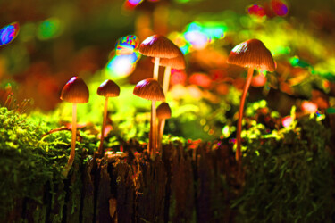 "Tableau multicolore…" başlıklı Fotoğraf Hoang Cong Minh (Minh Hoang) tarafından, Orijinal sanat, Fotoşopsuz fotoğraf