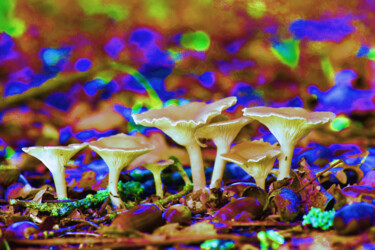 Φωτογραφία με τίτλο "Tableau multicolore…" από Hoang Cong Minh (Minh Hoang), Αυθεντικά έργα τέχνης, Μη χειραγωγημένη φωτογρα…