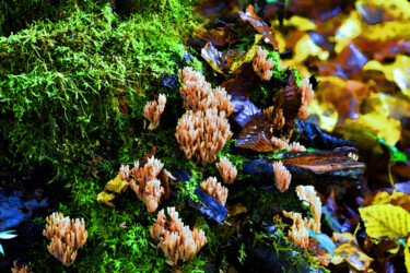 "Tableau multicolore…" başlıklı Fotoğraf Hoang Cong Minh (Minh Hoang) tarafından, Orijinal sanat, Fotoşopsuz fotoğraf