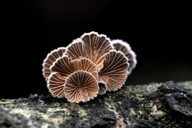 "Champignon multiflo…" başlıklı Fotoğraf Hoang Cong Minh (Minh Hoang) tarafından, Orijinal sanat, Fotoşopsuz fotoğraf