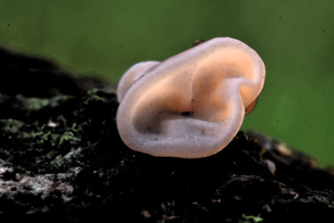 "Champignons - Oreil…" başlıklı Fotoğraf Hoang Cong Minh (Minh Hoang) tarafından, Orijinal sanat, Fotoşopsuz fotoğraf