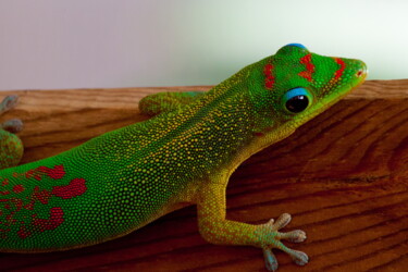 Photography titled "Geko" by Xavier Roland, Original Artwork, Digital Photography