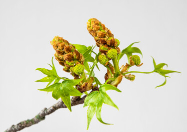 "Éveil du liquidamba…" başlıklı Fotoğraf Cecile Ducrot tarafından, Orijinal sanat, Fotoşopsuz fotoğraf