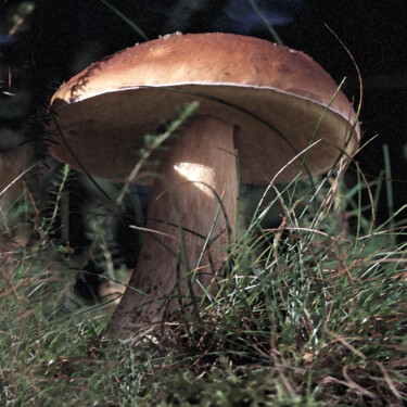 "Champignons - Cèpe…" başlıklı Fotoğraf Hoang Cong Minh (Minh Hoang) tarafından, Orijinal sanat, Analog Fotoğrafçılık