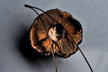 Photographie intitulée "Champignon - Lactai…" par Hoang Cong Minh (Minh Hoang), Œuvre d'art originale, Photographie non mani…