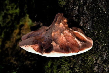 "Champignon Lampadai…" başlıklı Fotoğraf Hoang Cong Minh (Minh Hoang) tarafından, Orijinal sanat, Fotoşopsuz fotoğraf