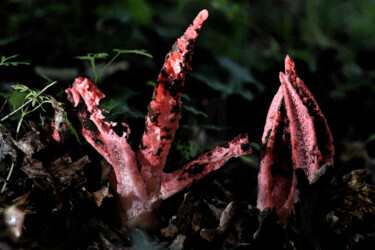 Photography titled "Clathrus archeri -…" by Hoang Cong Minh (Minh Hoang), Original Artwork, Non Manipulated Photography