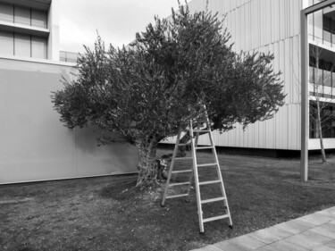 Photography titled "Árbol y escalera" by Javier Aristu, Original Artwork, Digital Photography