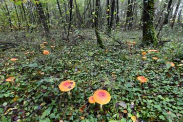 "Champignons - Secre…" başlıklı Fotoğraf Hoang Cong Minh (Minh Hoang) tarafından, Orijinal sanat, Fotoşopsuz fotoğraf