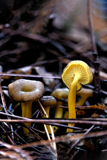 Fotografia intitulada "Champignons - Chant…" por Hoang Cong Minh (Minh Hoang), Obras de arte originais, Fotografia Não Manip…