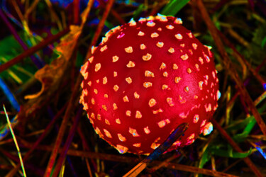 "Champignon - Sans t…" başlıklı Fotoğraf Hoang Cong Minh (Minh Hoang) tarafından, Orijinal sanat, Fotoşopsuz fotoğraf