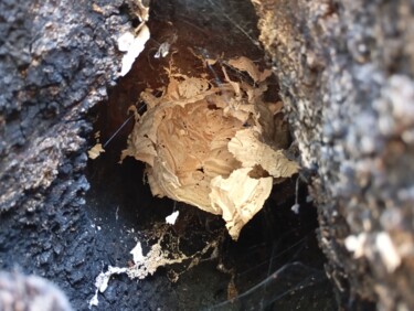 ancien nid de frelons 1