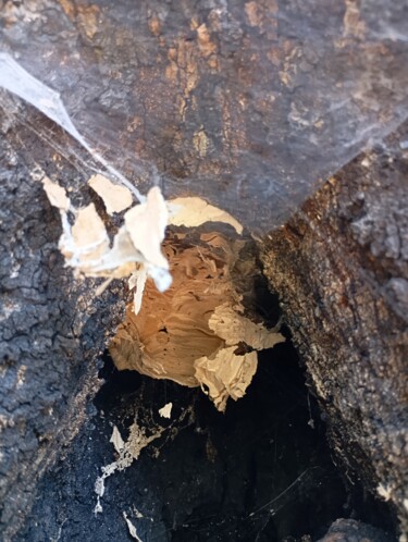 ancien nid de frelons 2