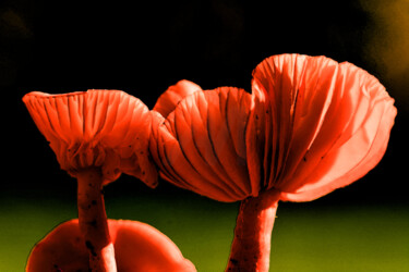 "Champignons en rouge" başlıklı Fotoğraf Hoang Cong Minh (Minh Hoang) tarafından, Orijinal sanat, Fotoşopsuz fotoğraf