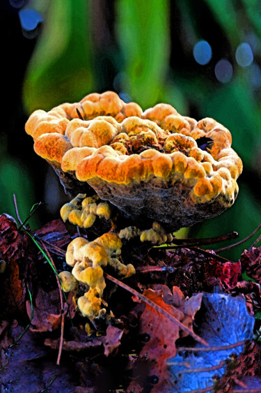 "Champignon multicol…" başlıklı Fotoğraf Hoang Cong Minh (Minh Hoang) tarafından, Orijinal sanat, Fotoşopsuz fotoğraf