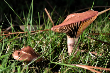 "Champignon fusée" başlıklı Fotoğraf Hoang Cong Minh (Minh Hoang) tarafından, Orijinal sanat, Fotoşopsuz fotoğraf