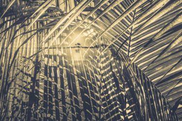 "Exotic Island" başlıklı Fotoğraf Frederic Bos tarafından, Orijinal sanat, Dijital Fotoğrafçılık