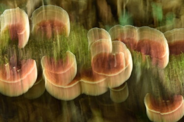 "Champignons vibrant…" başlıklı Fotoğraf Hoang Cong Minh (Minh Hoang) tarafından, Orijinal sanat, Fotoşopsuz fotoğraf