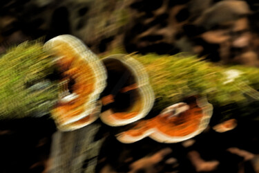 "Champignons vibrant…" başlıklı Fotoğraf Hoang Cong Minh (Minh Hoang) tarafından, Orijinal sanat, Fotoşopsuz fotoğraf