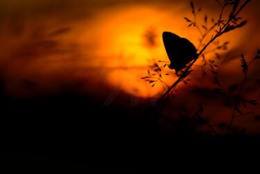 Photography titled "Papillon, le soir" by Pierre Gauteux, Original Artwork, Digital Photography