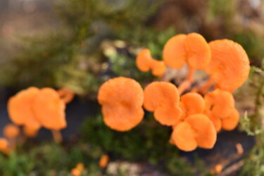"Champignons oranges" başlıklı Fotoğraf Hoang Cong Minh (Minh Hoang) tarafından, Orijinal sanat, Fotoşopsuz fotoğraf