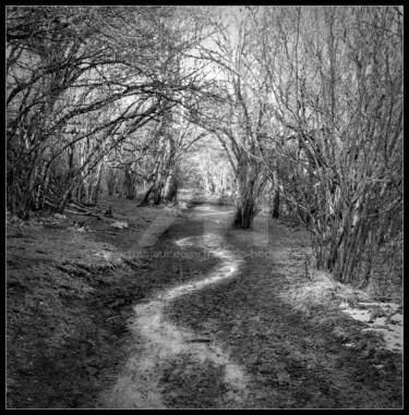 Photographie intitulée "Sur le chemin incer…" par Frederic Hodiesne, Œuvre d'art originale, Photographie numérique