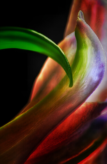 Photography titled "Together" by Karel Jan Willem Fehr, Original Artwork, Digital Photography