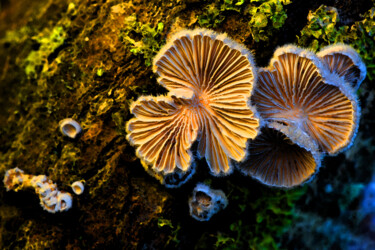 "Champignons magiques" başlıklı Fotoğraf Hoang Cong Minh (Minh Hoang) tarafından, Orijinal sanat, Fotoşopsuz fotoğraf
