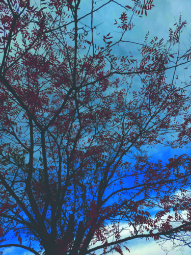 Photographie intitulée "Trees growing into…" par Elina Ohanyan, Œuvre d'art originale, Photographie manipulée