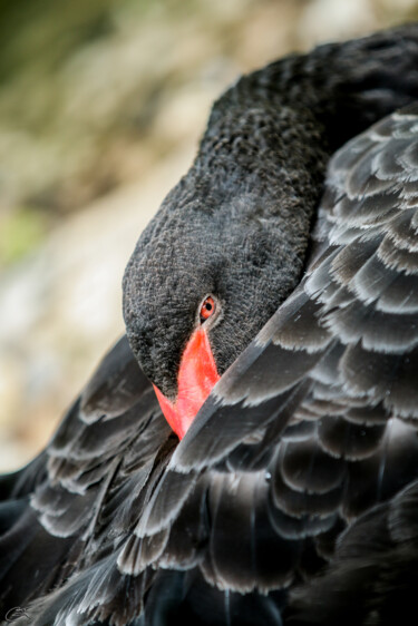 Photographie intitulée "Black Swan" par Gianluca Tavella, Œuvre d'art originale, Photographie numérique