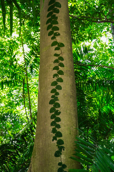 Photography titled "Natural tattoo" by Gilliard Bressan, Original Artwork, Digital Photography