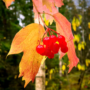 Photographie intitulée "Red Viburnum Berrie…" par Sergei Gundorov, Œuvre d'art originale, Photographie numérique