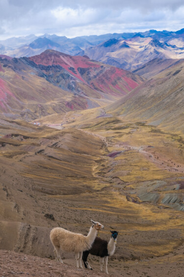 摄影 标题为“Two Lhamas” 由Gilliard Bressan, 原创艺术品, 数码摄影