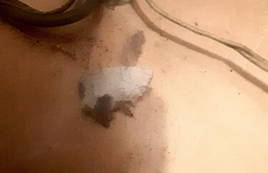 Digital Arts titled "abstraction hare be…" by Evgenia Rod Borovikova, Original Artwork, Digital Painting