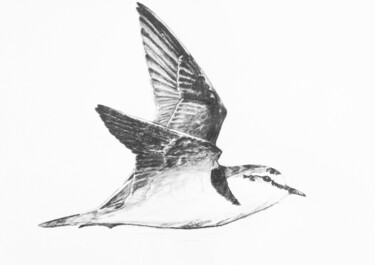 Drawing titled "Gravelot 10" by Guillaume Le Moal, Original Artwork, Pencil