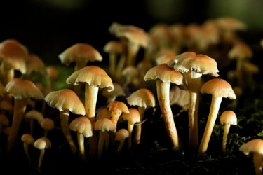 "Tableau de champign…" başlıklı Fotoğraf Hoang Cong Minh (Minh Hoang) tarafından, Orijinal sanat, Fotoşopsuz fotoğraf