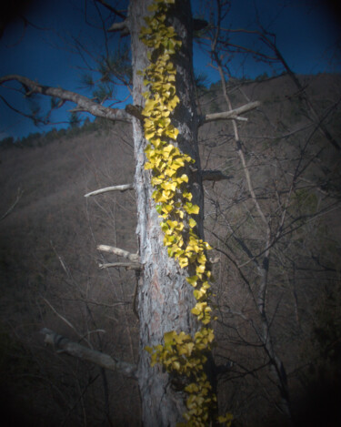Photography titled "edera in autunno" by Roberto Ferrero, Original Artwork, Digital Photography