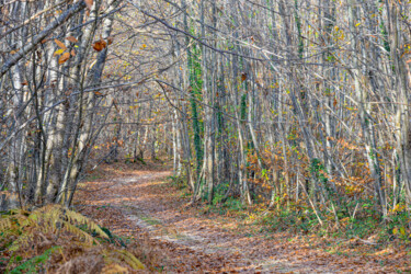 Photographie intitulée "CHEMINS-D80_5585" par Philip Payne, Œuvre d'art originale, Photographie non manipulée