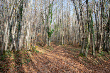 Photographie intitulée "CHEMINS-D80_5586" par Philip Payne, Œuvre d'art originale, Photographie non manipulée