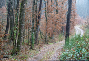 Photographie intitulée "CHEMINS-D80_5635" par Philip Payne, Œuvre d'art originale, Photographie non manipulée