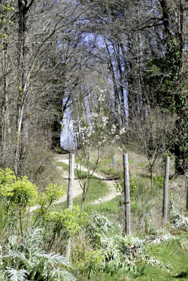 Photographie intitulée "CHEMINS-DSC_0376" par Philip Payne, Œuvre d'art originale, Photographie non manipulée