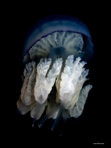 Photography titled "Ghost of the Deep (…" by Alexander Plakida, Original Artwork, Digital Photography Mounted on Wood Stretc…