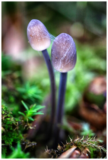 Fotografie mit dem Titel "# 12014" von Bruno Dujardin, Original-Kunstwerk, Digitale Fotografie