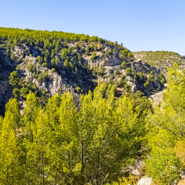 Végétation à Cassis