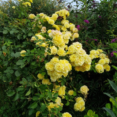 Photographie intitulée "Rose jaune" par Véronique Jacquemot, Œuvre d'art originale, Photographie numérique