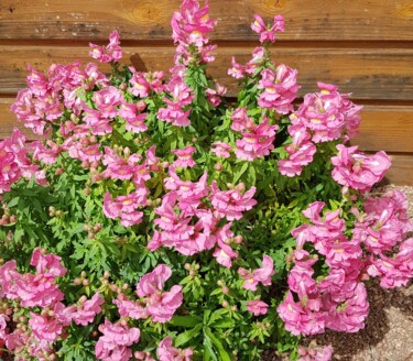Photographie intitulée "Muflier rose" par Véronique Jacquemot, Œuvre d'art originale, Photographie numérique