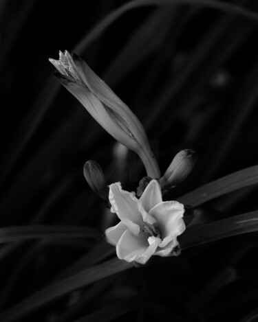 "Lily" başlıklı Fotoğraf Bavosi Photoart tarafından, Orijinal sanat, Dijital Fotoğrafçılık